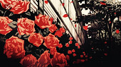 Cover von: Red Roses.