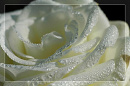 Cover: White Rose