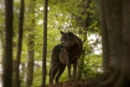 Cover: Der Wolfsjunge