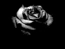 Cover: Black Rose