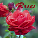 Cover: Roses