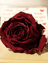 Cover: Die Rose unserer Liebe