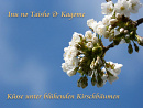 Cover: 🌸 Küsse unter blühenden Kirschbäumen 🌸
