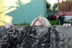 Cosplay-Cover: Edward Elric [Film]