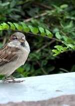 Cosplay-Cover: Spatz im Freiflug