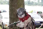 Foto des Kostüms