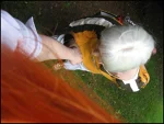 Foto des Kostüms