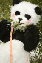 Cosplay-Cover: Panda
