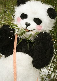 Cosplay-Cover: Panda