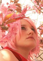 Cosplay-Cover: Sakura Haruno [Shippuuden]