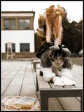 Top-3-Foto - von Whity