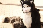 Cosplay-Cover: Kuro - 黒 (Cat Sith/Sidhe)