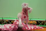 Top-3-Foto - von KiraKatze