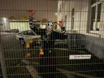 Foto des Kostüms