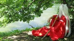 Cosplay-Cover: Inuyasha